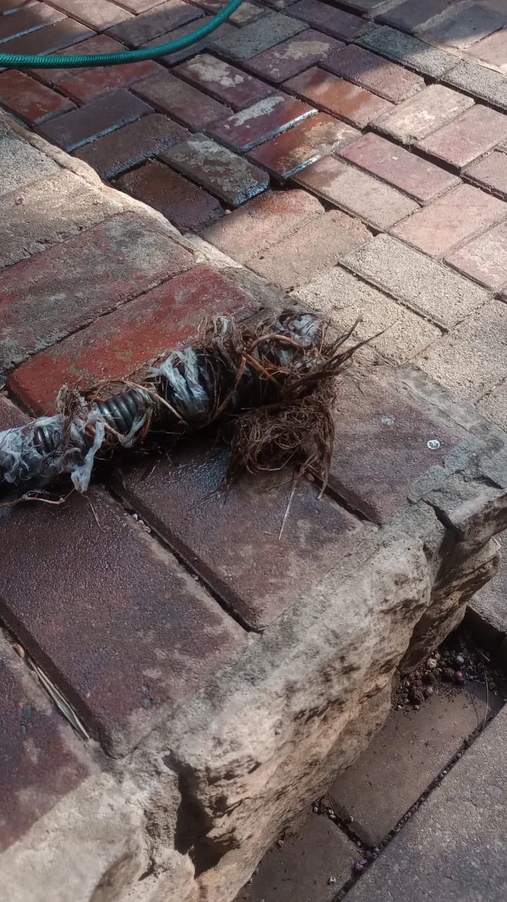 Blocked drain cleaning in Clubview – cleared blockage (24/7)